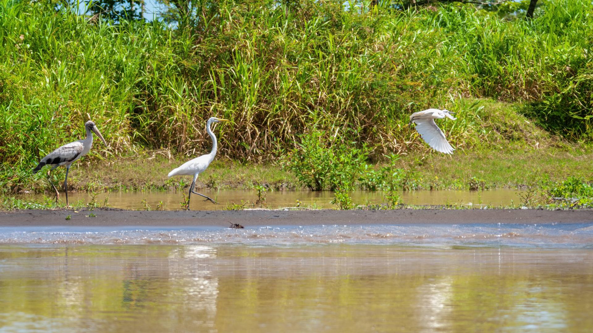 Waldstorch (Mycteria americana) und Silberreiher